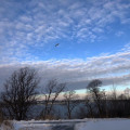 Morning sky with seagull