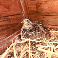 quail nesting