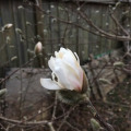 magnolia preparing to bloom