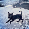 dog romping on snow