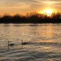 swans on senset pond