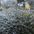 snow covered branches