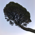 tree from below